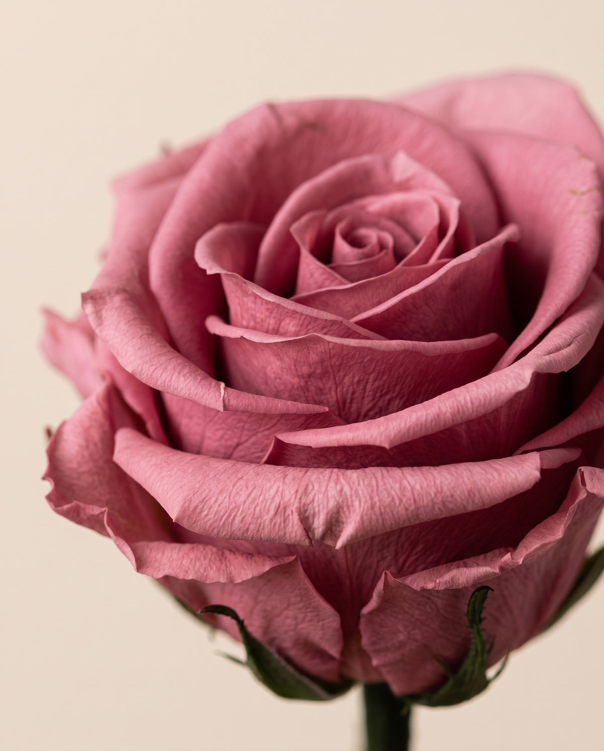 Detalle de cerca de una rosa preservada cereza.