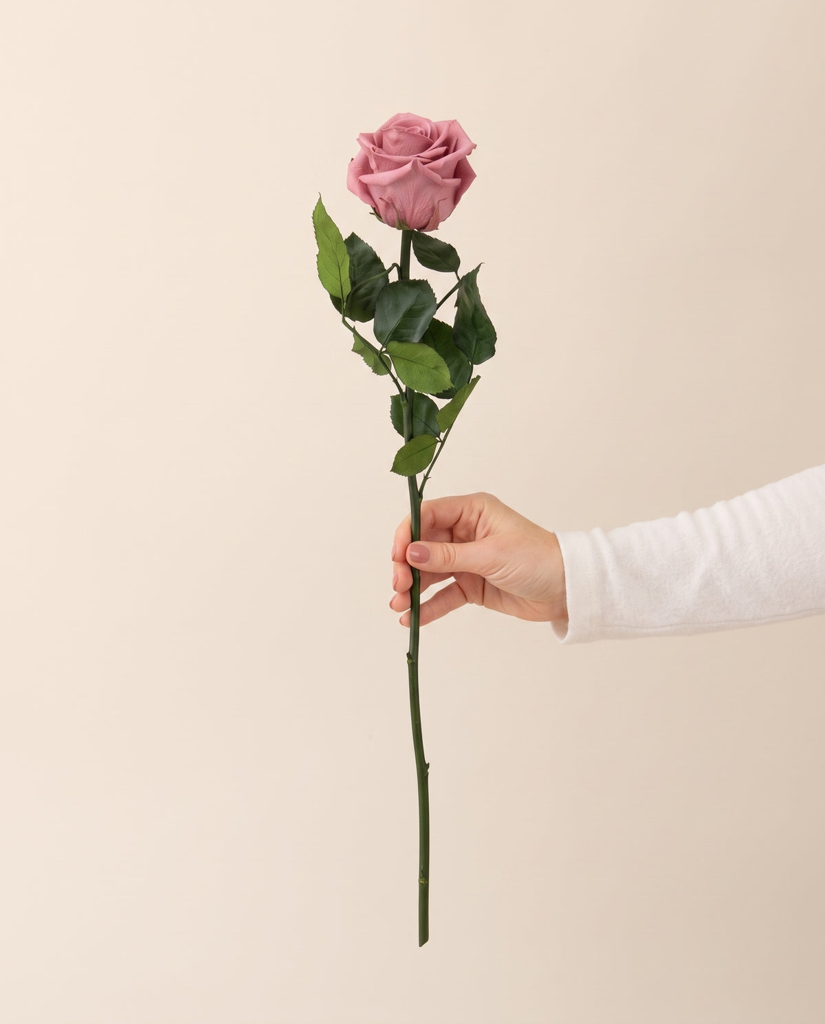Mano sujetando una rosa preservada cereza, para ver su tamaño. Se vende por unidad.