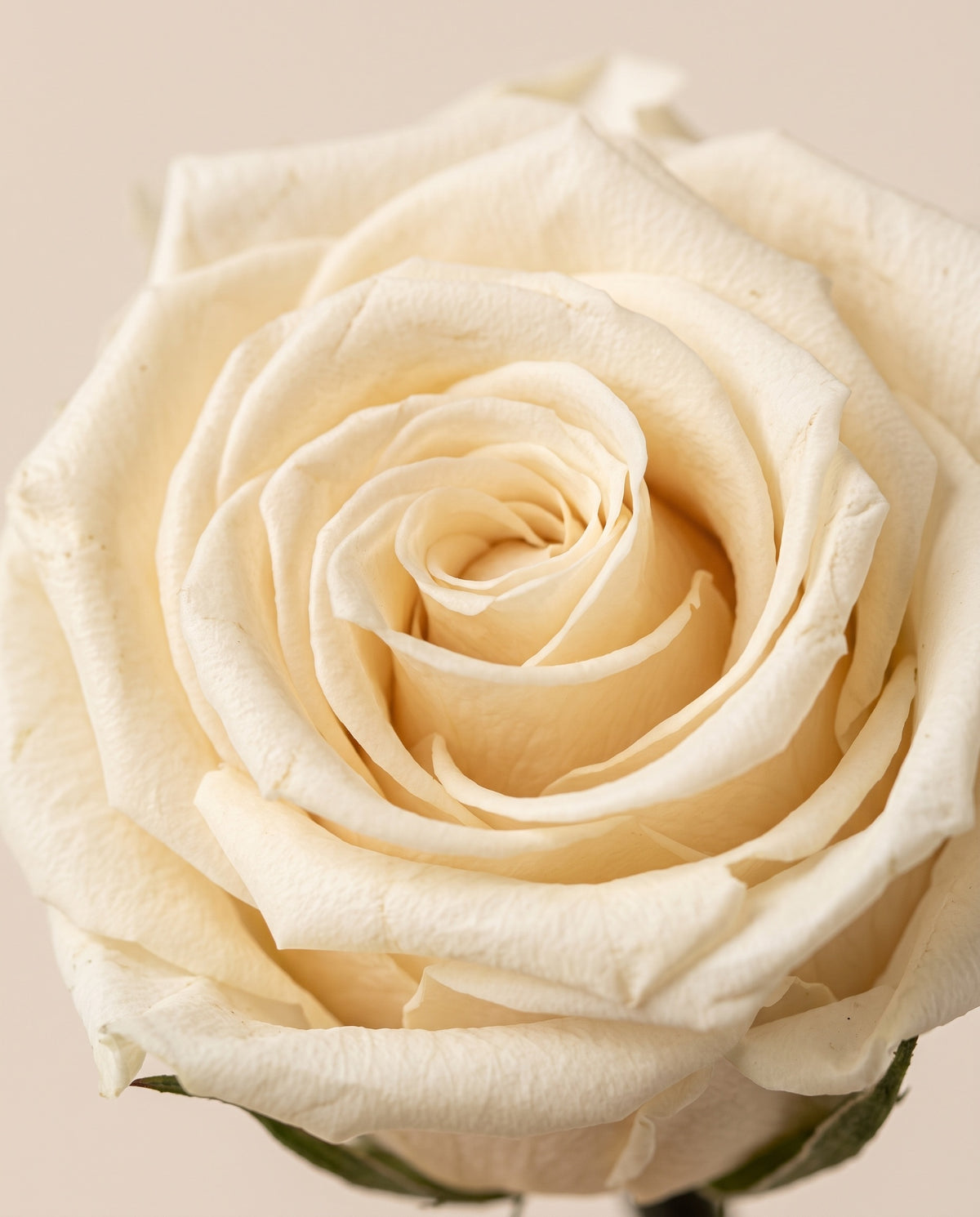 Detalle de cerca de una rosa preservada champagne.