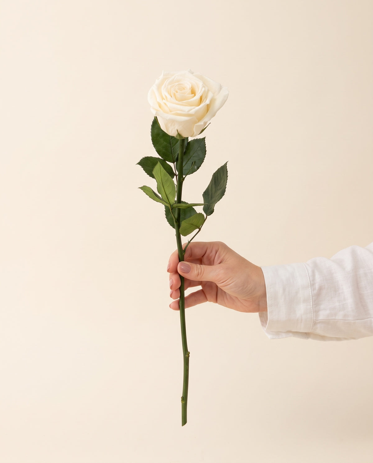 Mano sujetando una rosa preservada champagne, para ver su tamaño. Se vende por unidad.