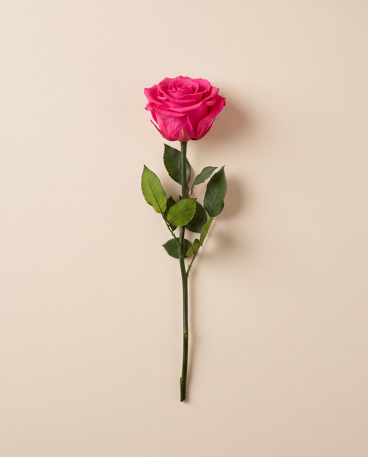Rosa preservada fucsia con tallo de 30 cm, vista desde arriba. Se vende por unidad.