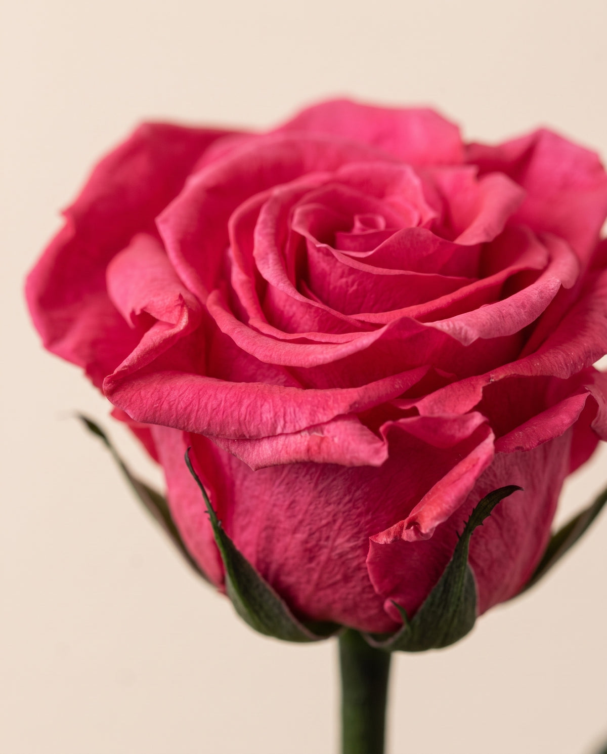 Detalle de cerca de una rosa preservada fucsia.
