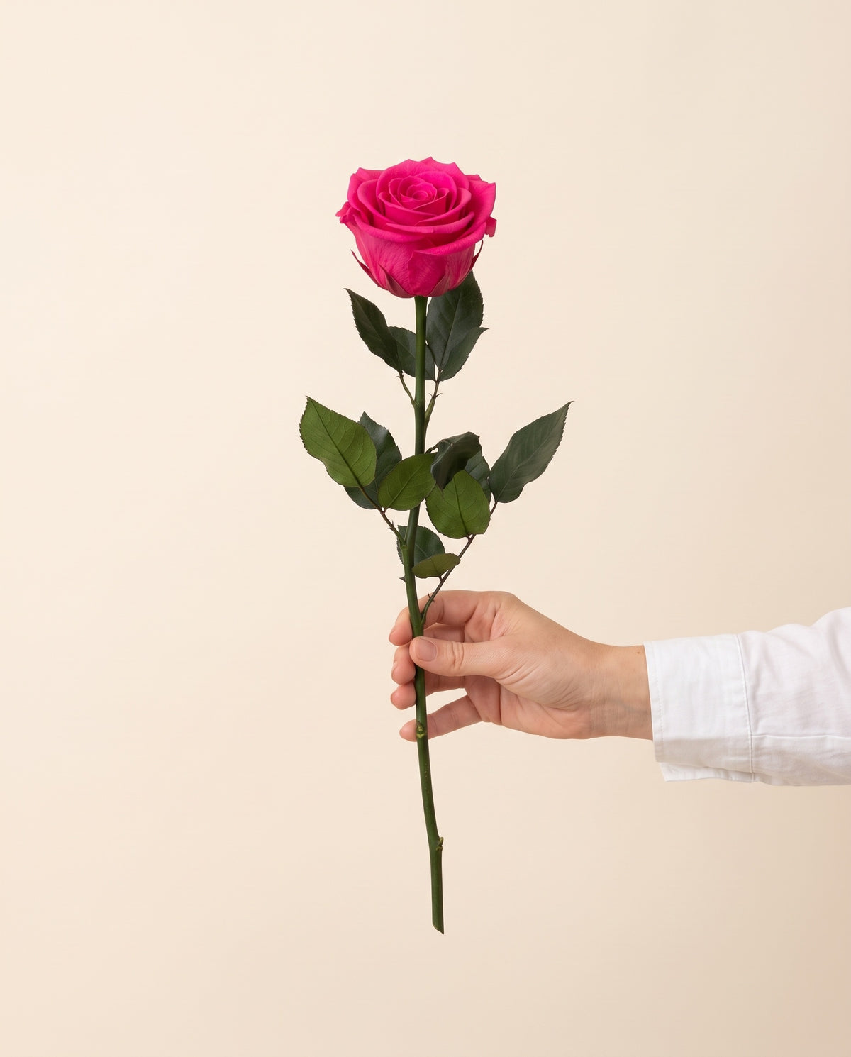 Mano sujetando una rosa preservada fucsia, para ver su tamaño. Se vende por unidad.