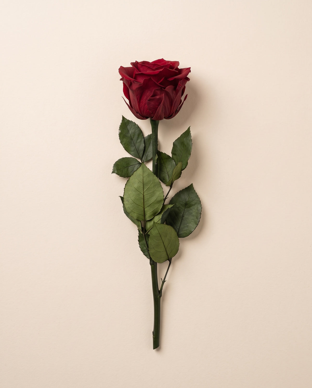 Rosa preservada grená com haste de 30 cm, vista de cima. Vende-se à unidade.