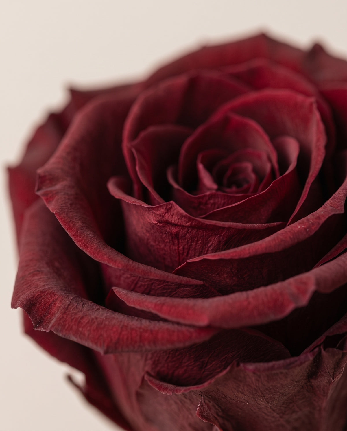 Detalle de cerca de una rosa preservada granate.