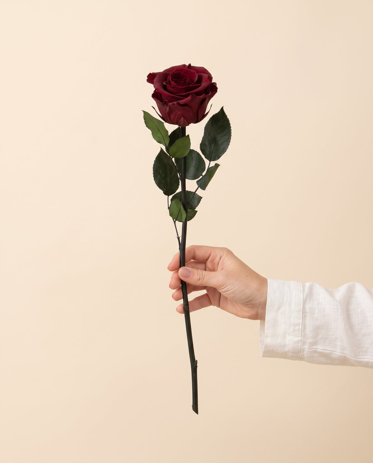 Mano sujetando una rosa preservada granate, para ver su tamaño. Se vende por unidad.