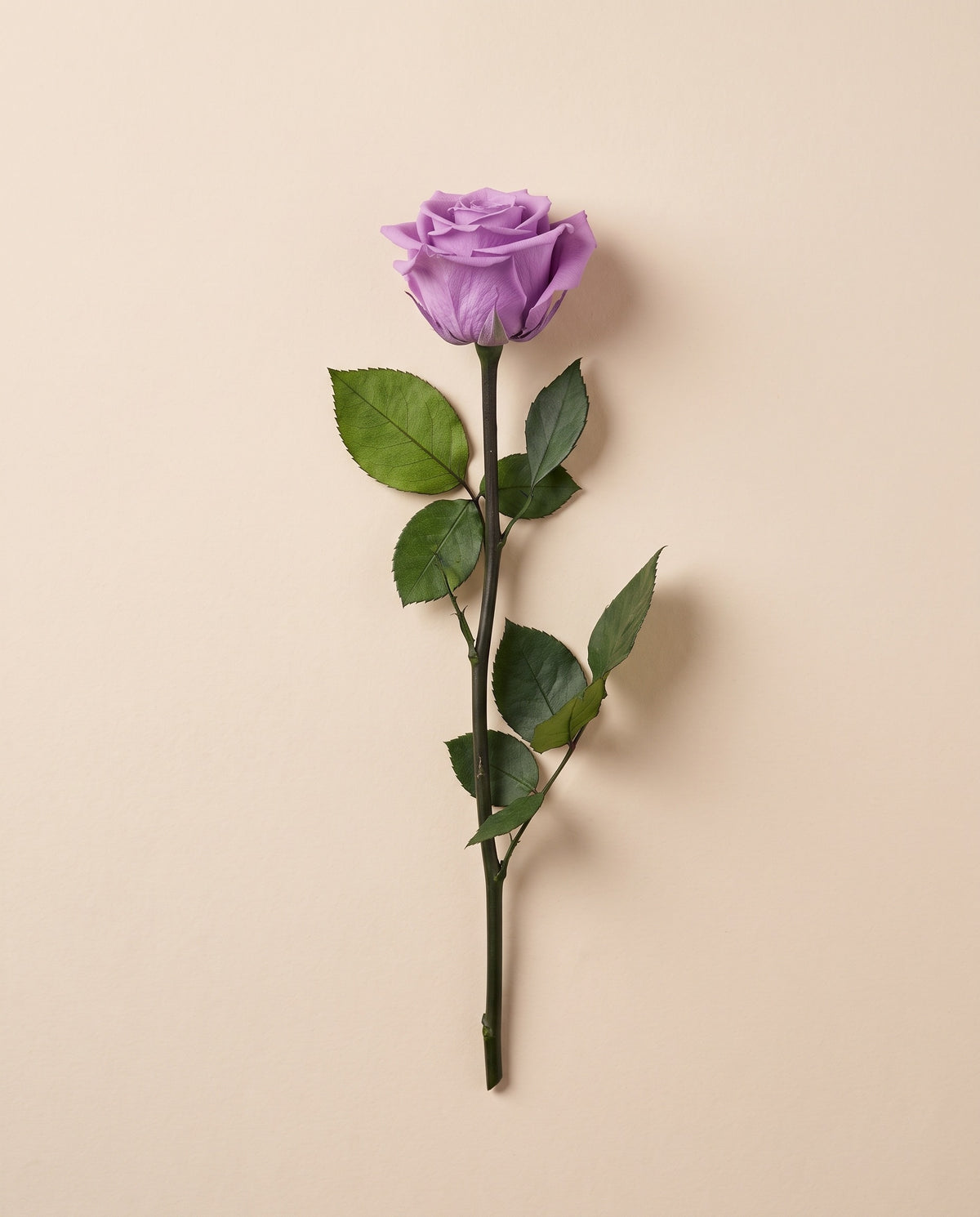 Rosa preservada lavanda con tallo de 55,5 cm, vista desde arriba. Se vende por unidad.
