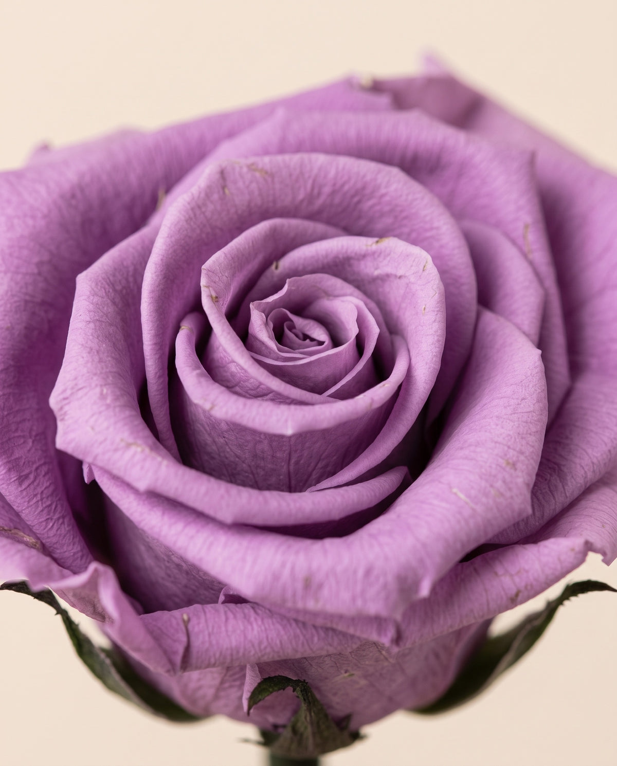 Detalle de cerca de una rosa preservada lavanda.
