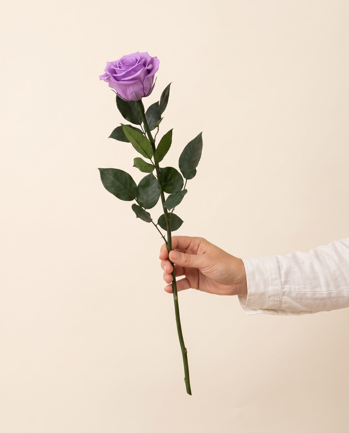 Mano sujetando una rosa preservada lavanda, para ver su tamaño. Se vende por unidad.