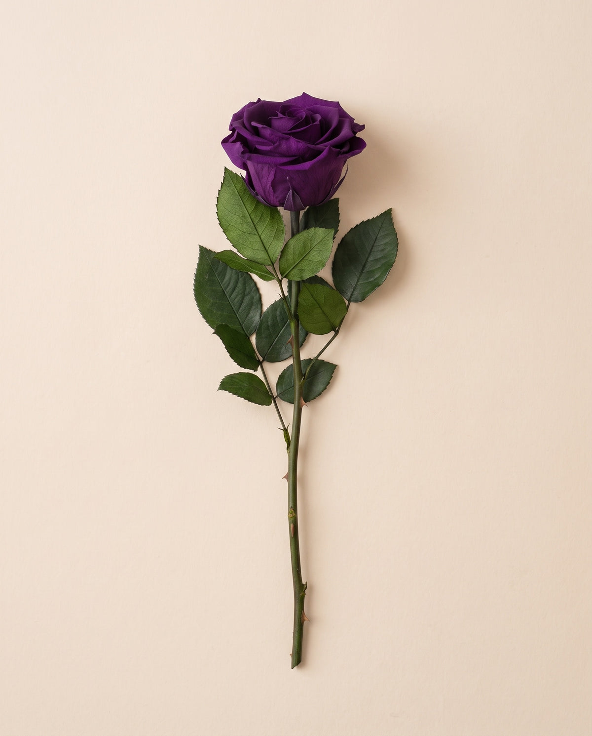 Rosa preservada morada con tallo de 27,5 cm, vista desde arriba. Se vende por unidad.