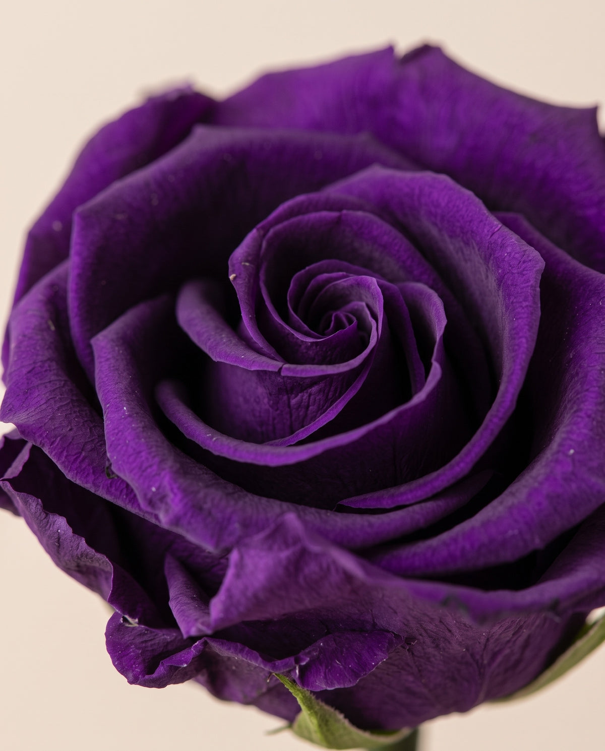 Detalle de cerca de una rosa preservada morada.