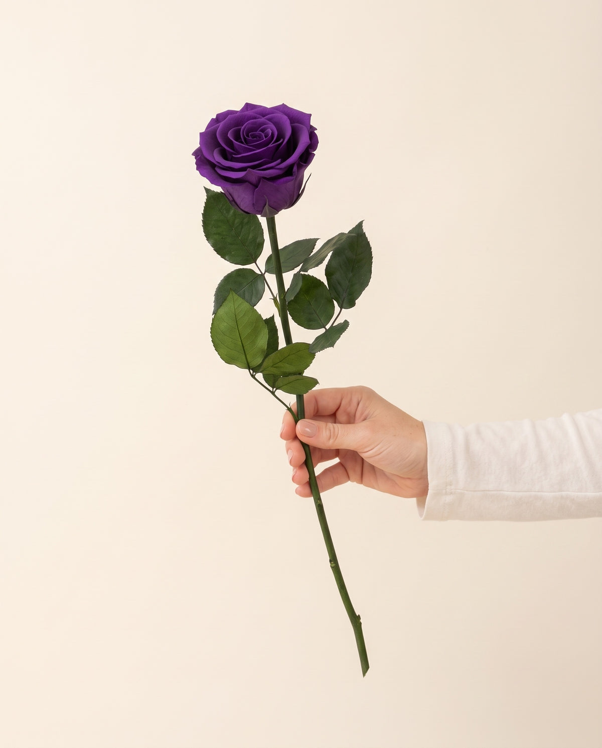 Mano sujetando una rosa preservada morada, para ver su tamaño. Se vende por unidad.