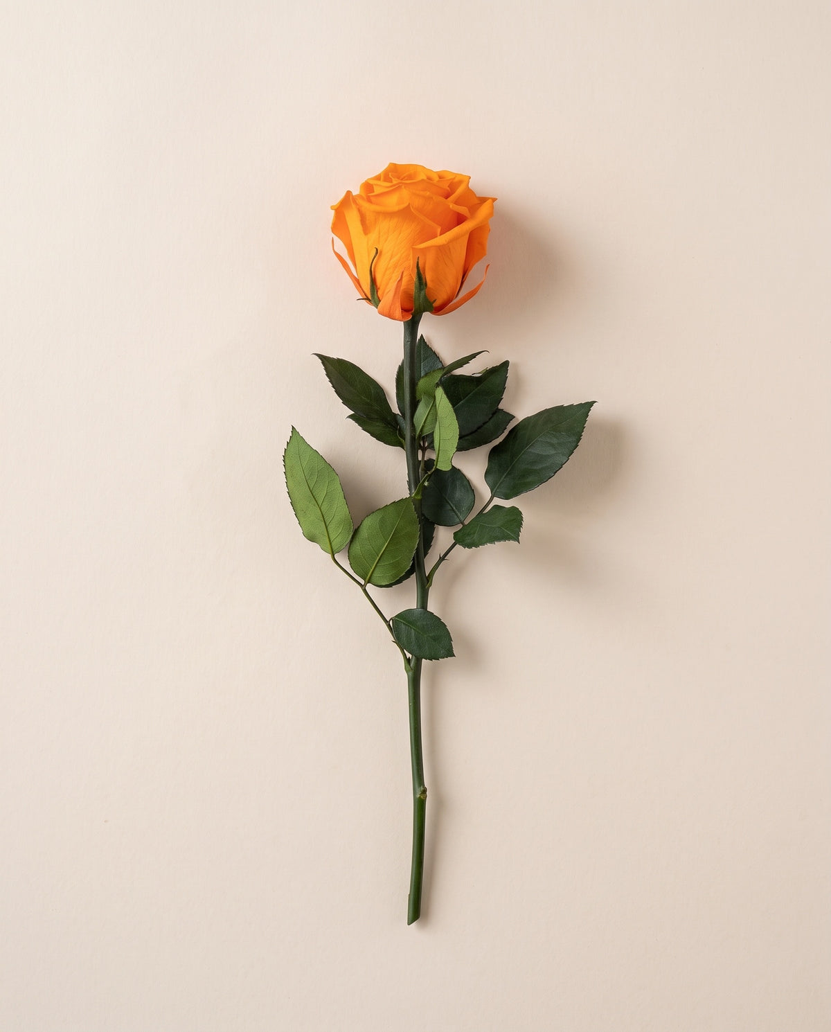 Rosa preservada naranja con tallo de 30 cm, vista desde arriba. Se vende por unidad.