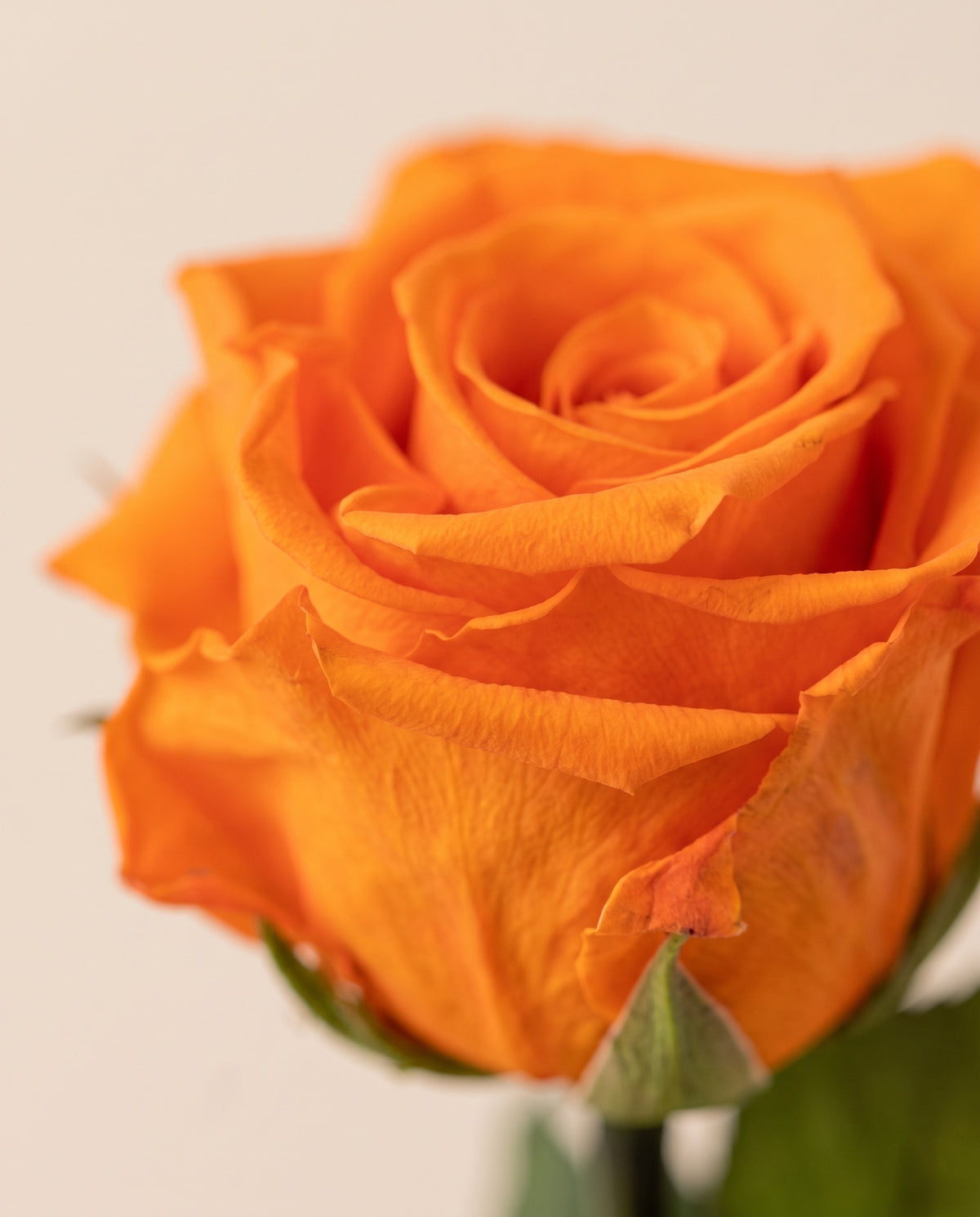 Detalle de cerca de una rosa preservada naranja.