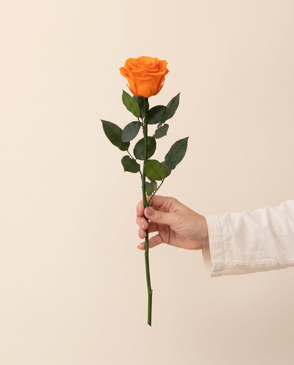 Mano sujetando una rosa preservada naranja, para ver su tamaño. Se vende por unidad.