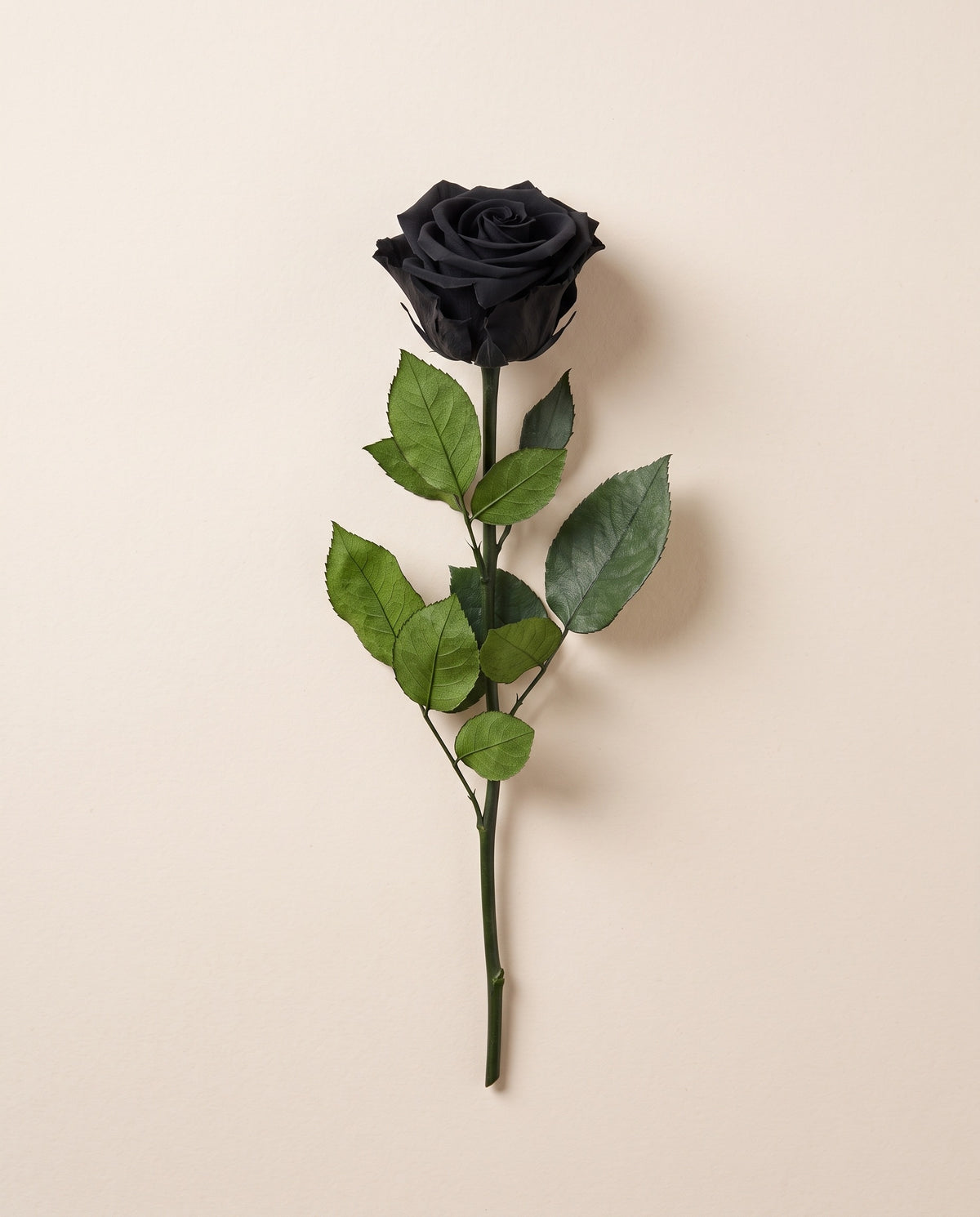 Rosa preservada negra con tallo de 30 cm, vista desde arriba. Se vende por unidad.