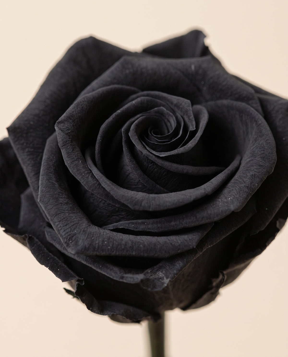Detalle de cerca de una rosa preservada negra.