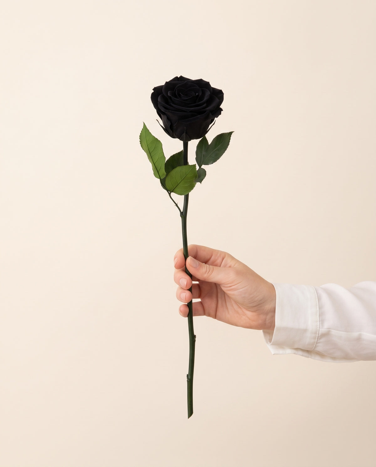 Mano sujetando una rosa preservada negra, para ver su tamaño. Se vende por unidad.