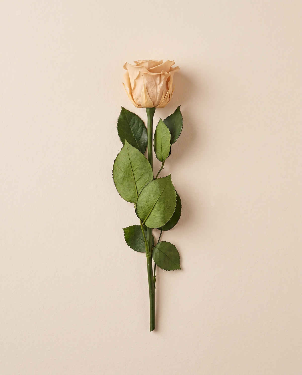 Rosa preservada nude con tallo de 30 cm, vista desde arriba. Se vende por unidad.