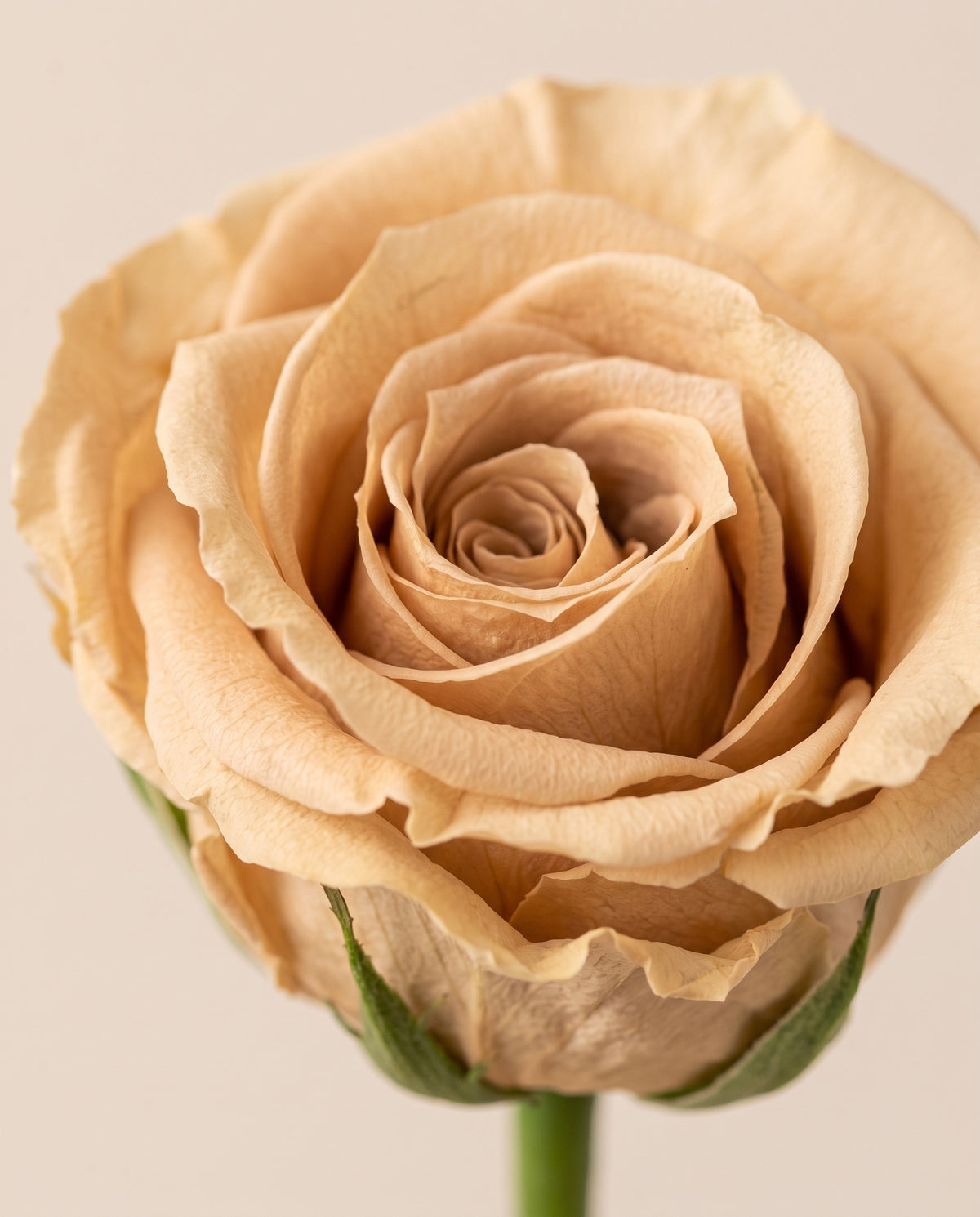 Detalle de cerca de una rosa preservada nude.