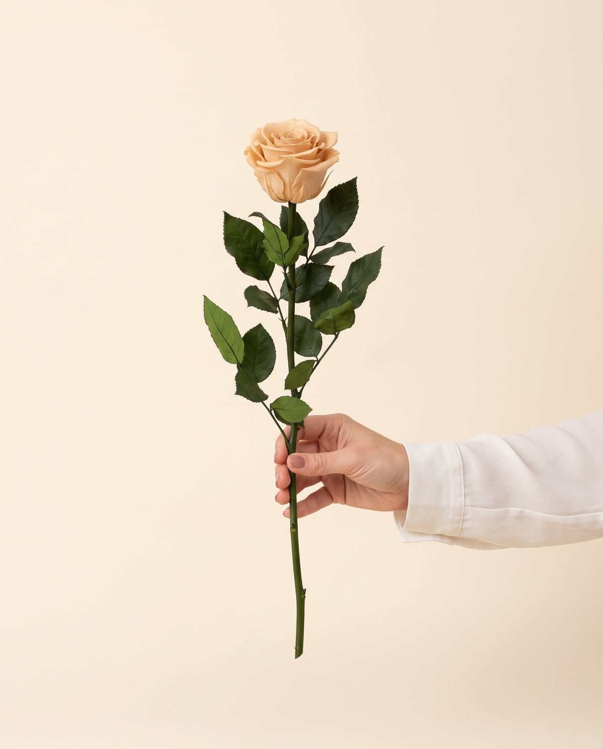 Mano sujetando una rosa preservada nude, para ver su tamaño. Se vende por unidad.