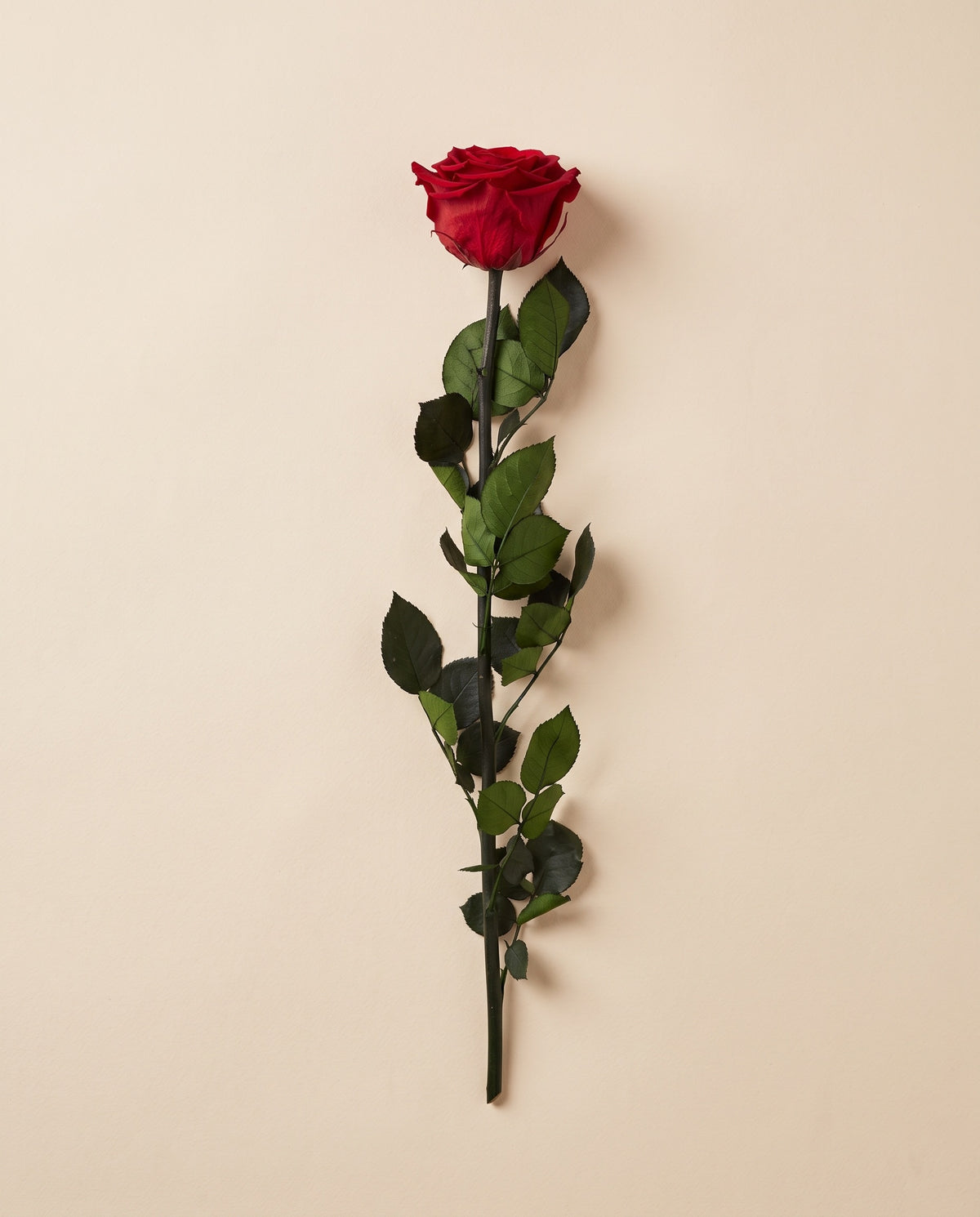 Rosa preservada roja con tallo de 30 cm, vista desde arriba. Se vende por unidad.
