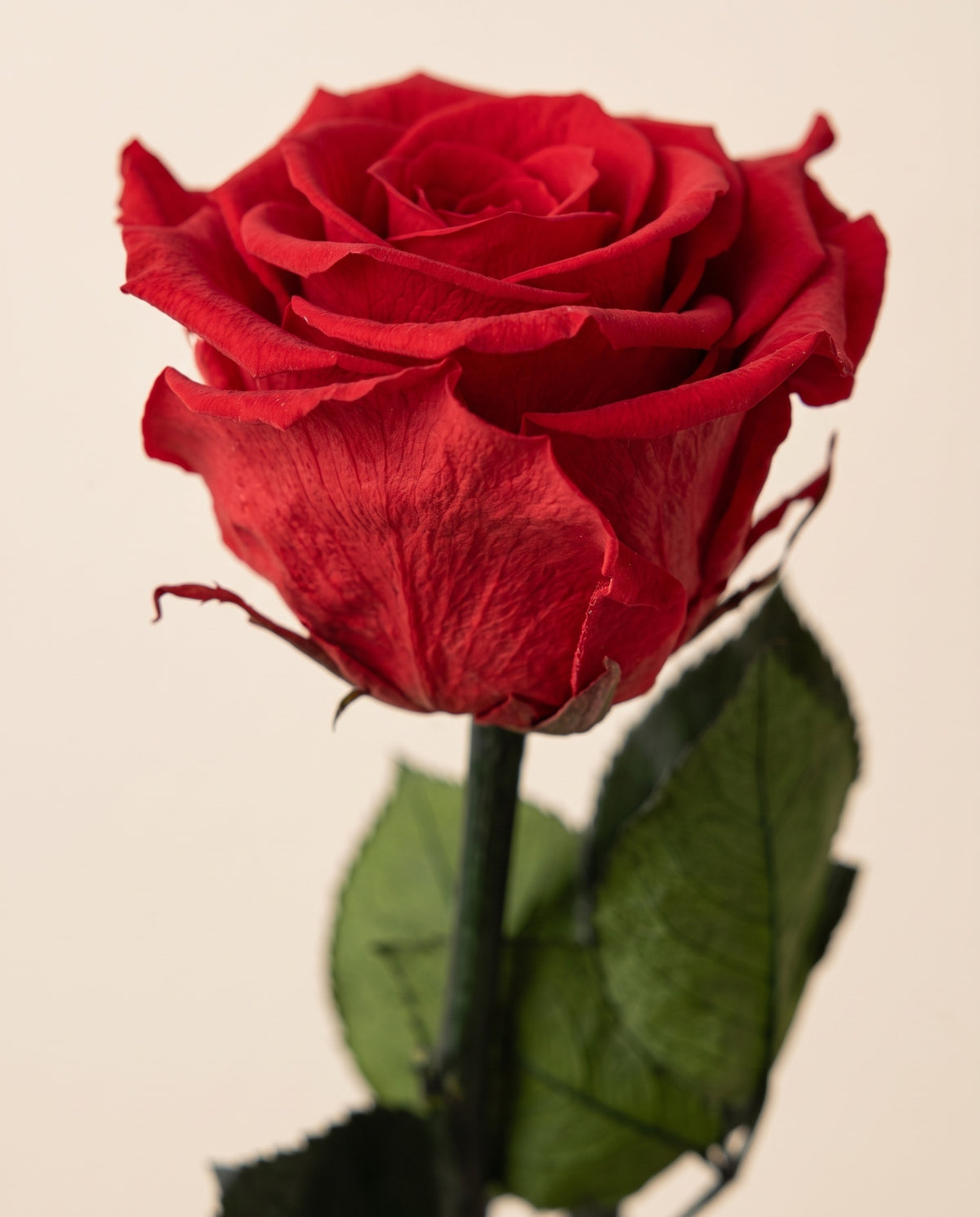 Detalle de cerca de una rosa preservada roja.