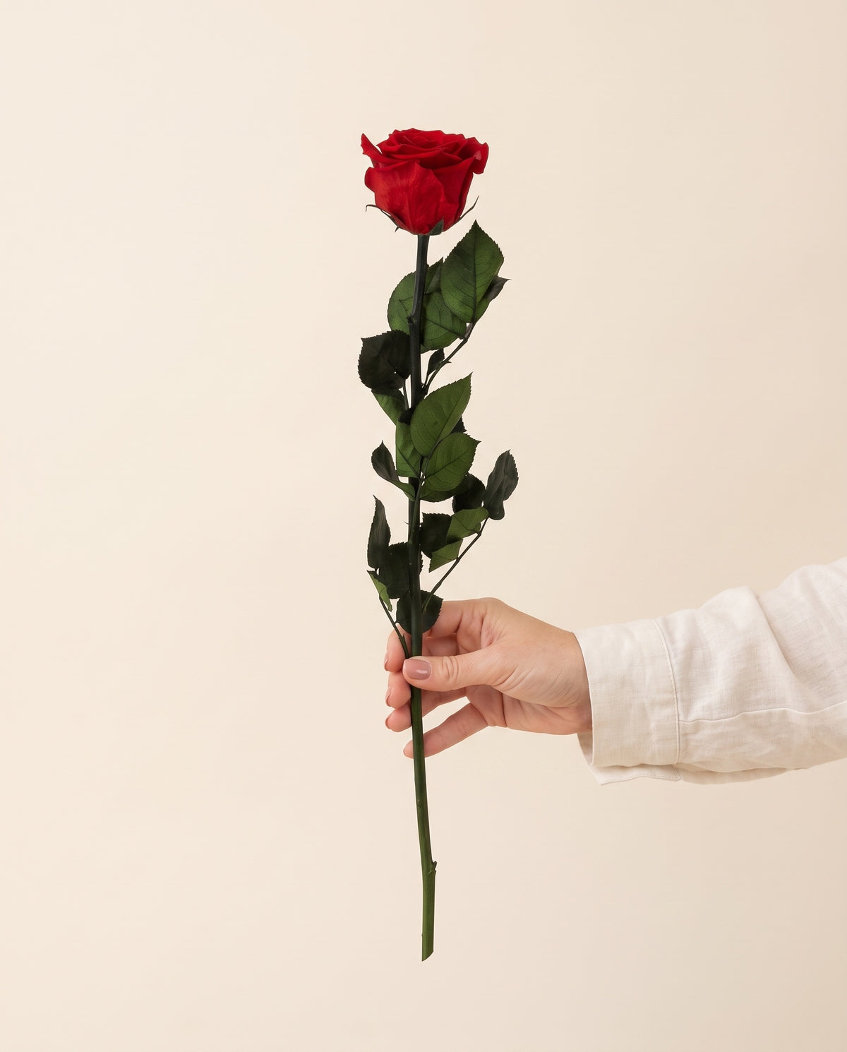 Mano sujetando una rosa preservada roja, para ver su tamaño. Se vende por unidad.