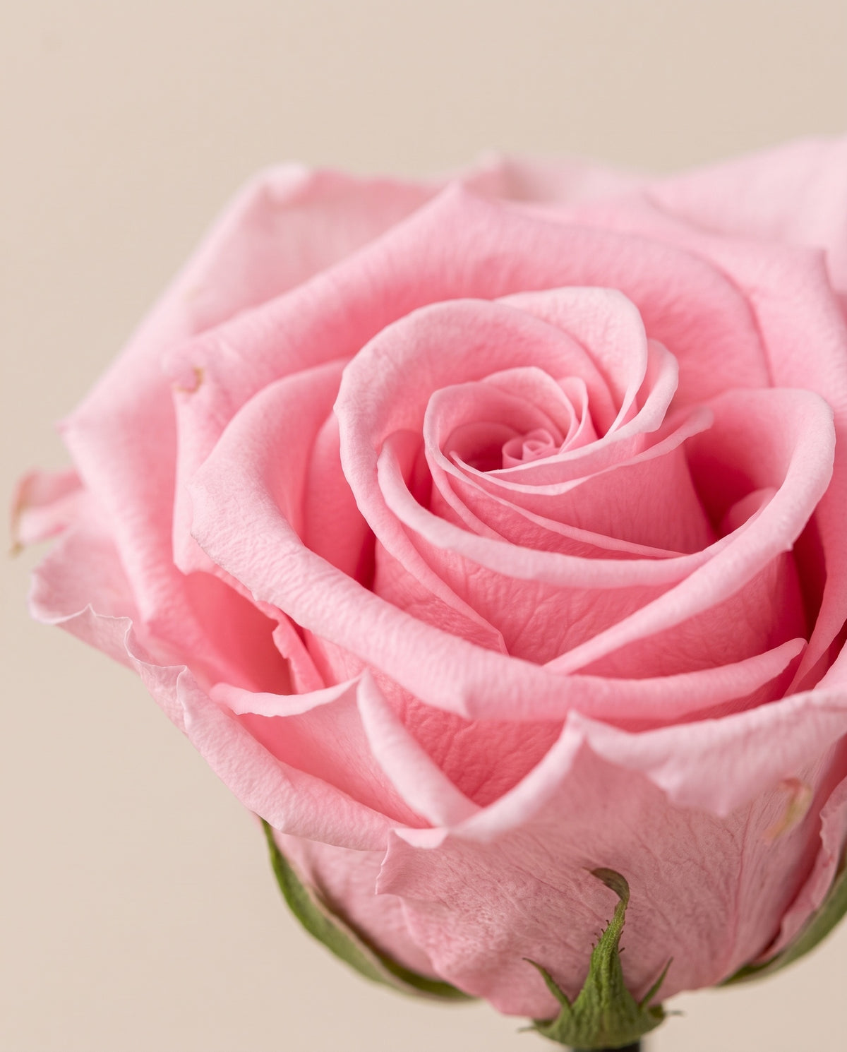 Detalle de cerca de una rosa preservada rosa.
