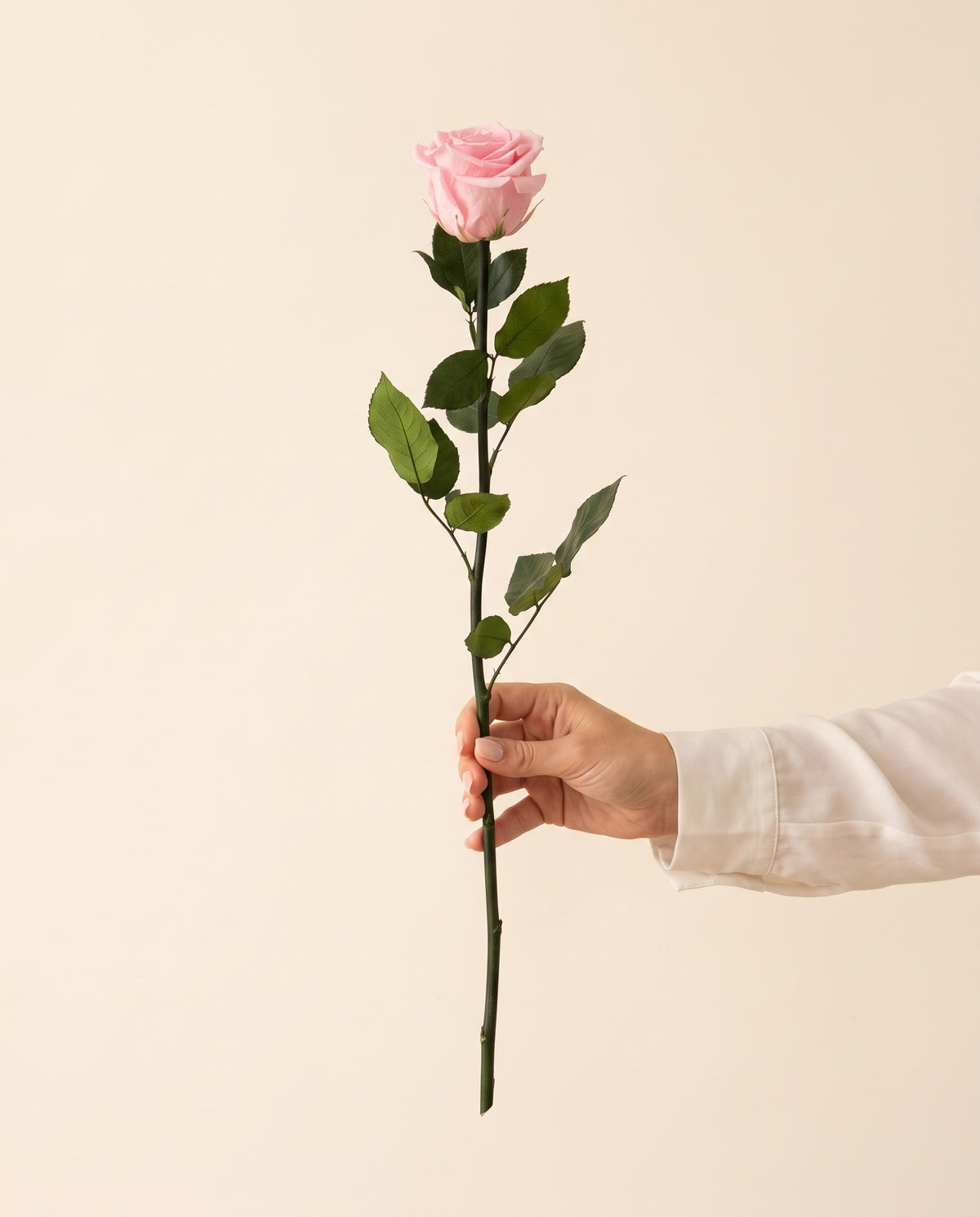 Mano sujetando una rosa preservada rosa, para ver su tamaño. Se vende por unidad.