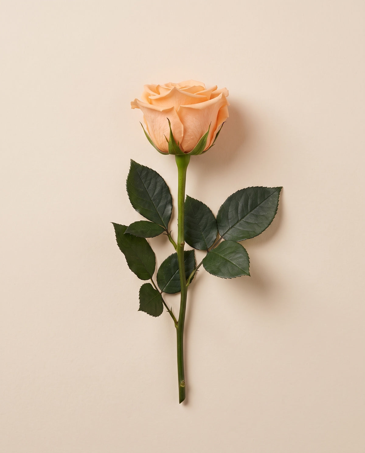 Rosa preservada salmón con tallo de 27,5 cm, vista desde arriba. Se vende por unidad.