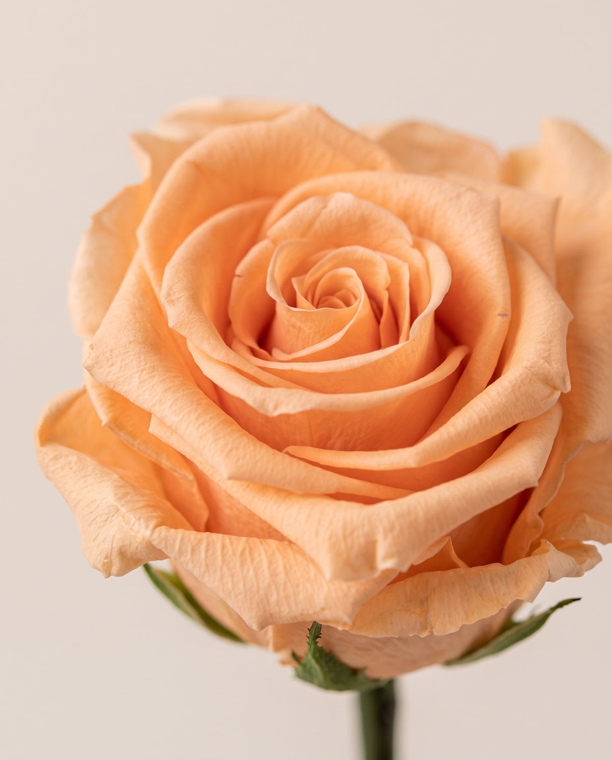 Detalle de cerca de una rosa preservada salmón.