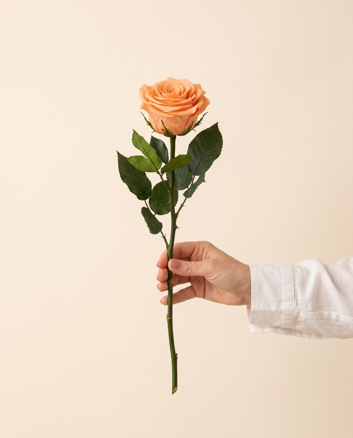 Mano sujetando una rosa preservada salmón, para ver su tamaño. Se vende por unidad.