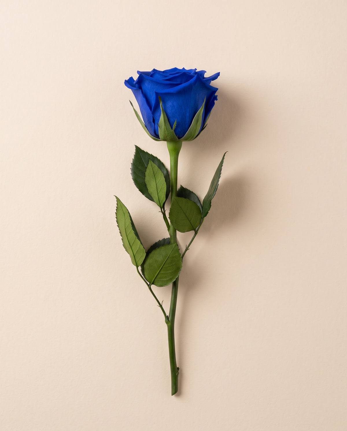 Rosa de tallo corto preservada azul con tallo de 27,5 cm, vista desde arriba. Se vende por unidad.