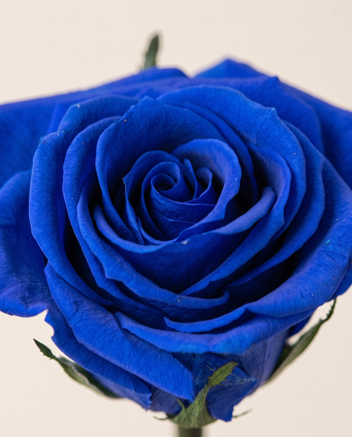 Detalle de cerca de una rosa de tallo corto preservada azul.