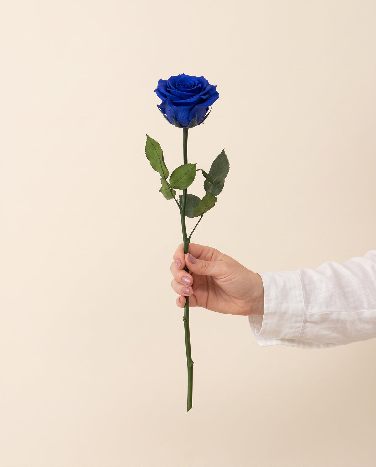 Mano sujetando una rosa de tallo corto preservada azul, para ver su tamaño. Se vende por unidad.