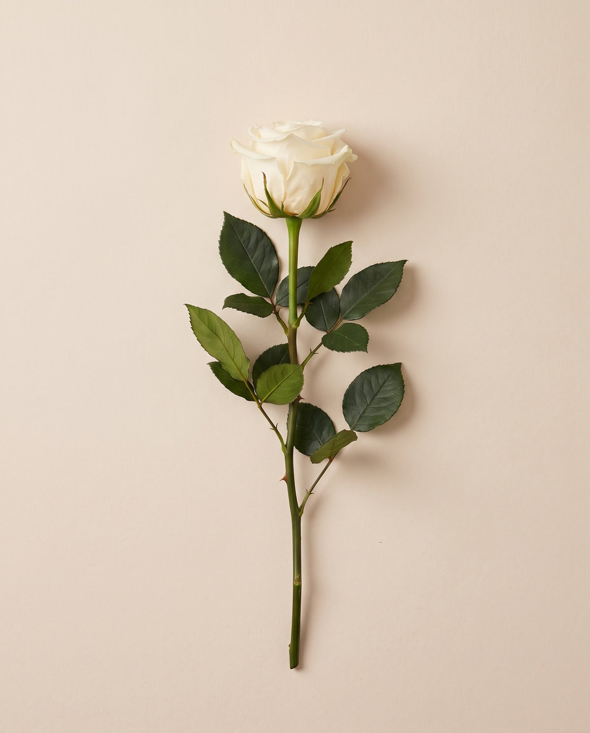 Rosa de tallo corto preservada blanca con tallo de 27,5 cm, vista desde arriba. Se vende por unidad.