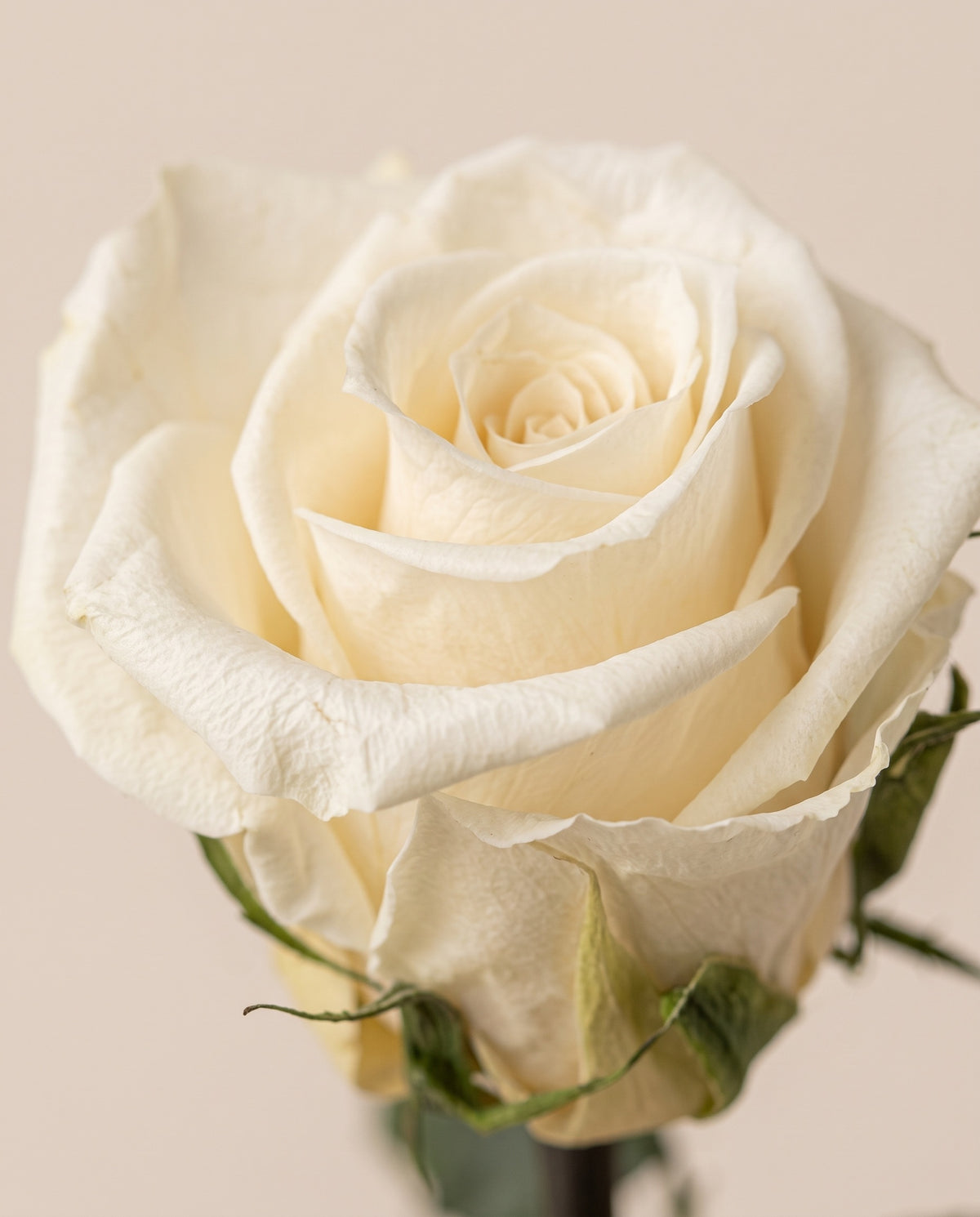 Detalle de cerca de una rosa de tallo corto preservada blanca.