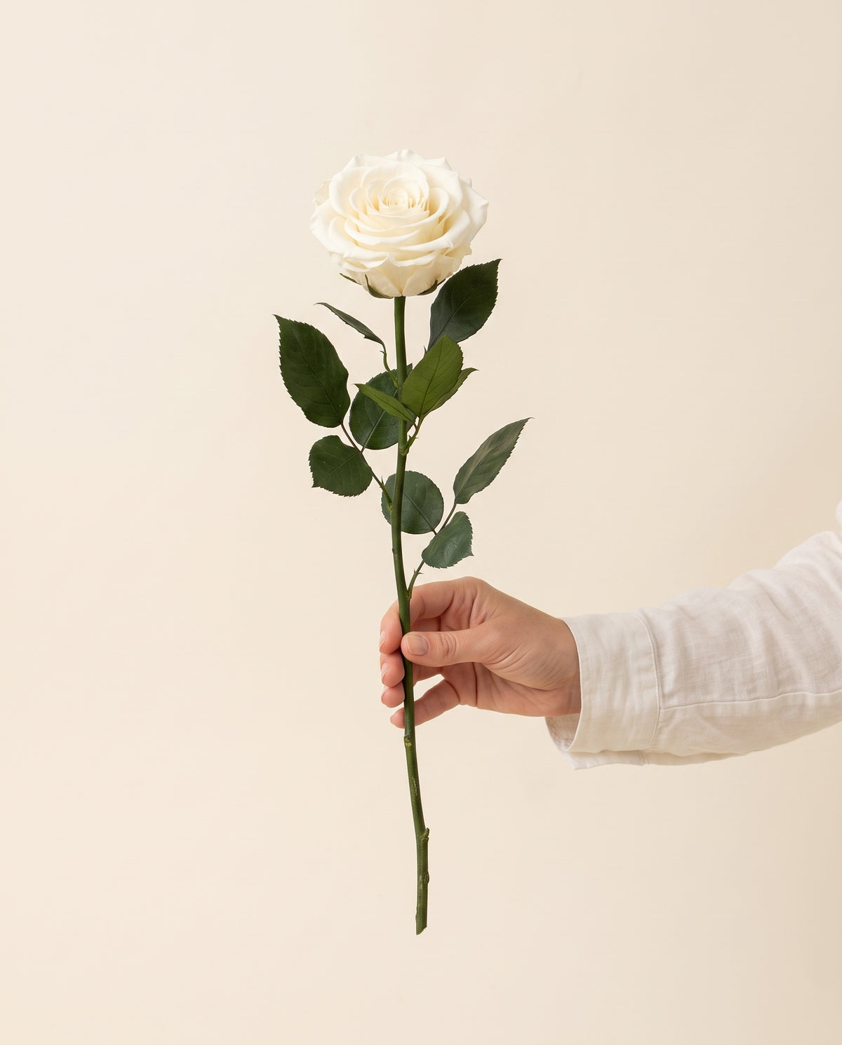 Mano sujetando una rosa de tallo corto preservada blanca, para ver su tamaño. Se vende por unidad.