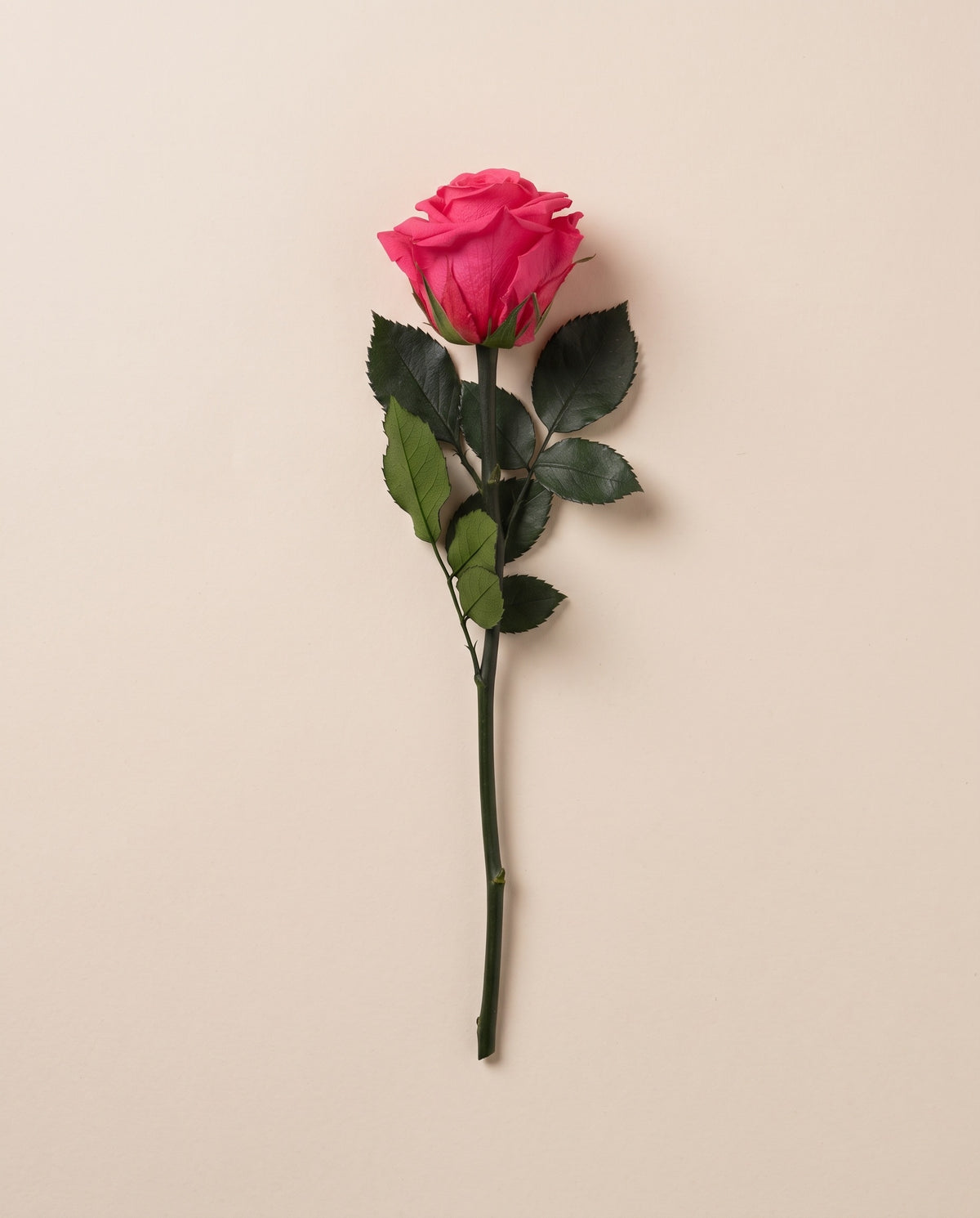 Rosa de tallo corto preservada fucsia con tallo de 27,5 cm, vista desde arriba. Se vende por unidad.