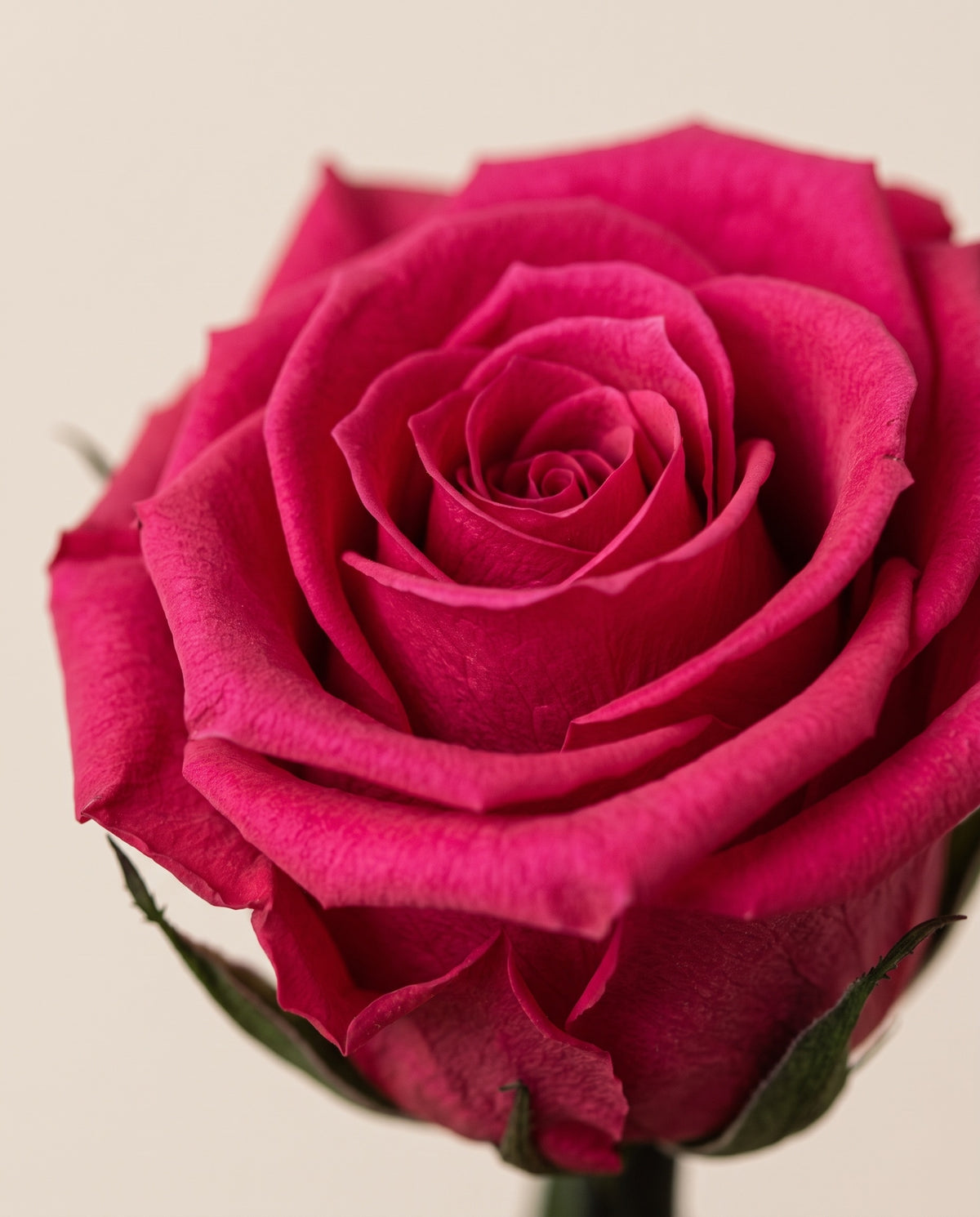 Detalle de cerca de una rosa de tallo corto preservada fucsia.