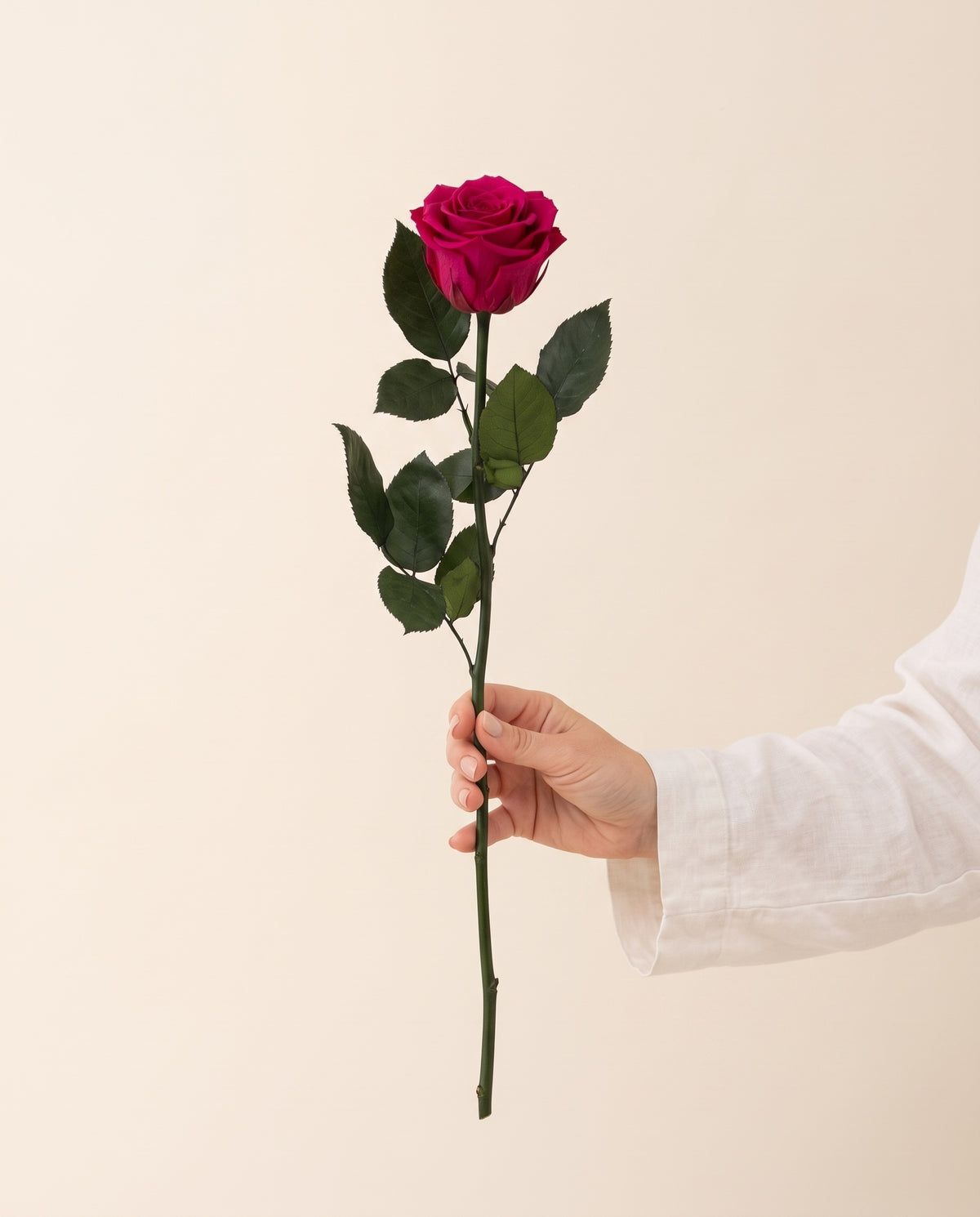 Mano sujetando una rosa de tallo corto preservada fucsia, para ver su tamaño. Se vende por unidad.