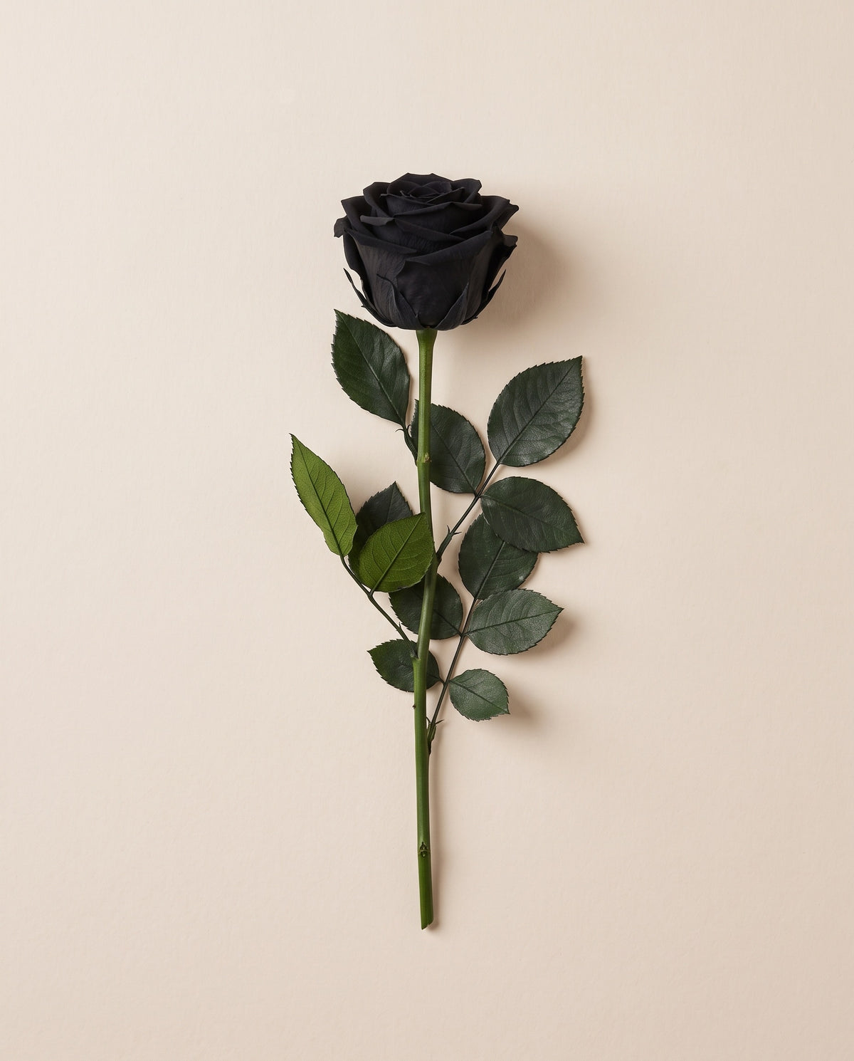 Rosa de tallo corto preservada negra con tallo de 27,5 cm, vista desde arriba. Se vende por unidad.