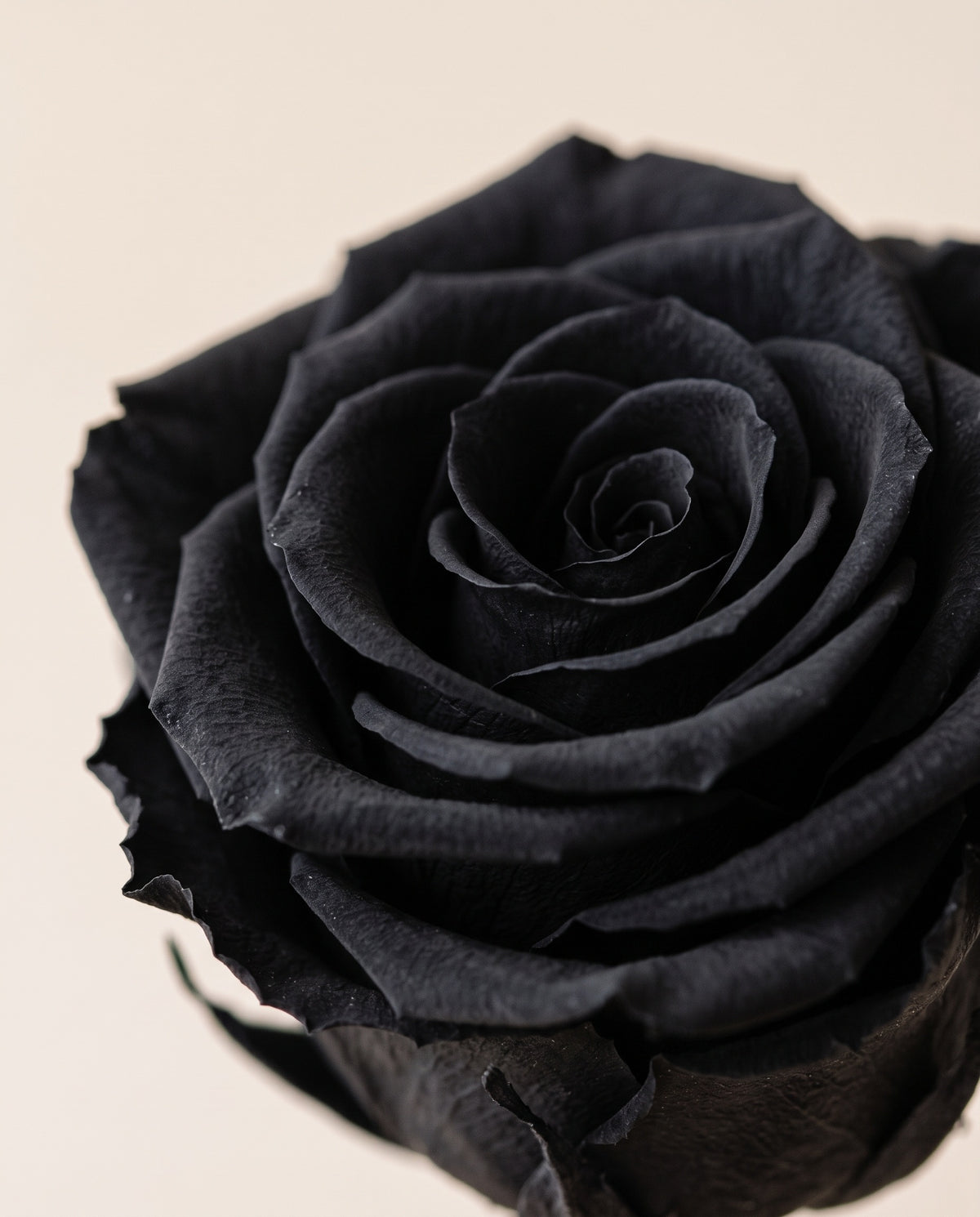 Detalle de cerca de una rosa de tallo corto preservada negra.