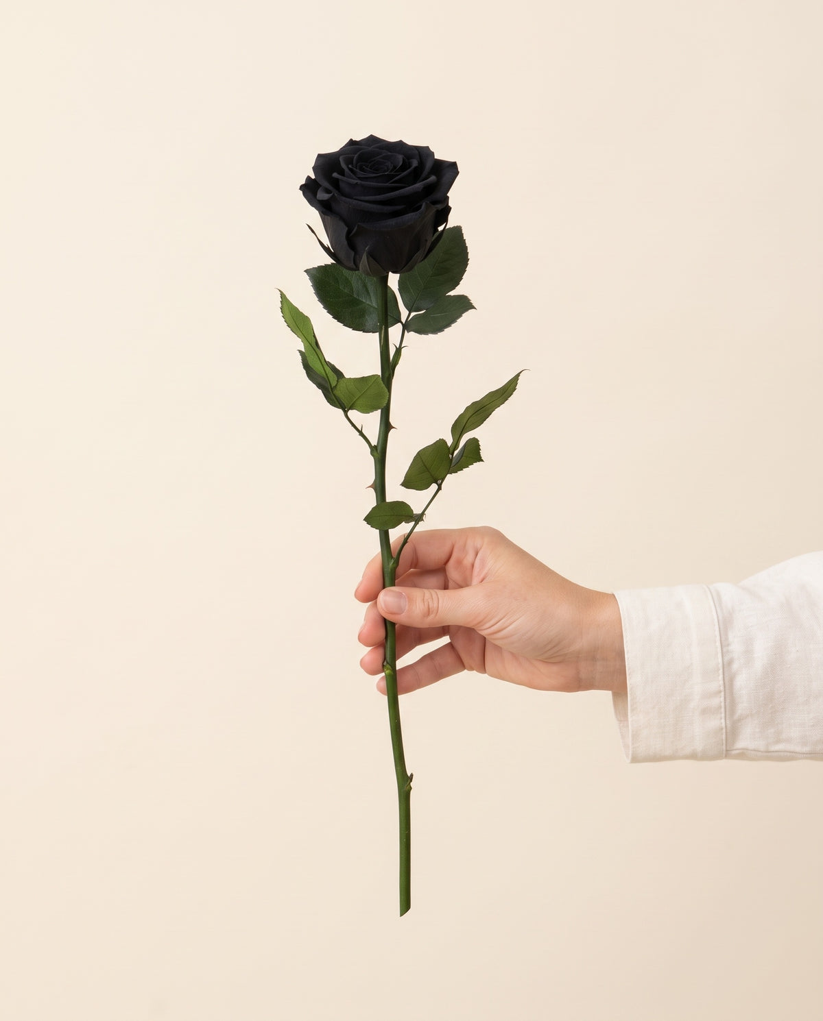 Mano sujetando una rosa de tallo corto preservada negra, para ver su tamaño. Se vende por unidad.