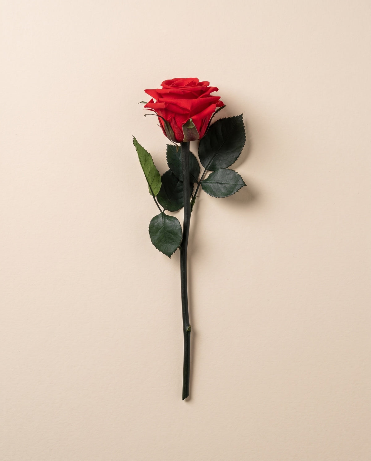 Rosa de tallo corto preservada roja con tallo de 27,5 cm, vista desde arriba. Se vende por unidad.