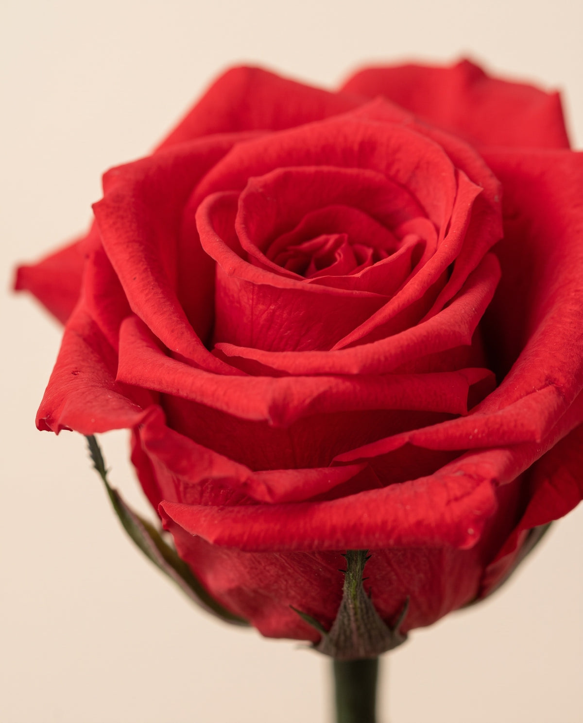 Detalle de cerca de una rosa de tallo corto preservada roja.
