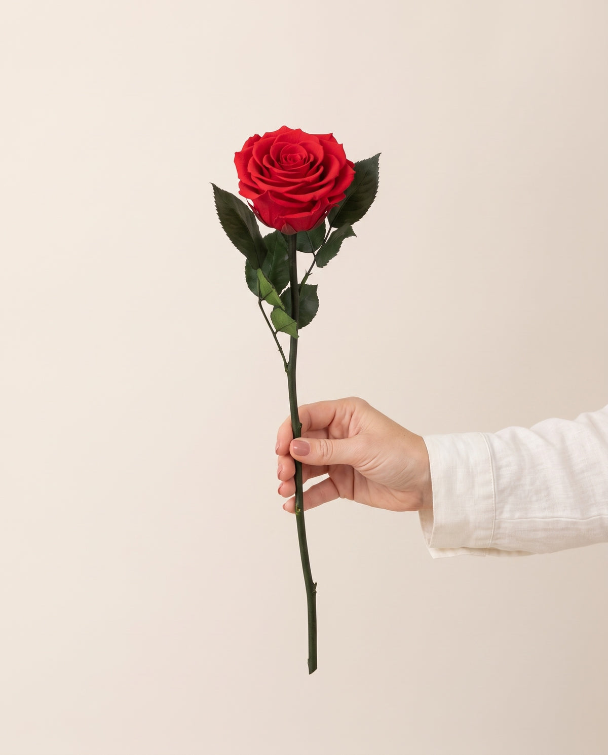 Mano sujetando una rosa de tallo corto preservada roja, para ver su tamaño. Se vende por unidad.