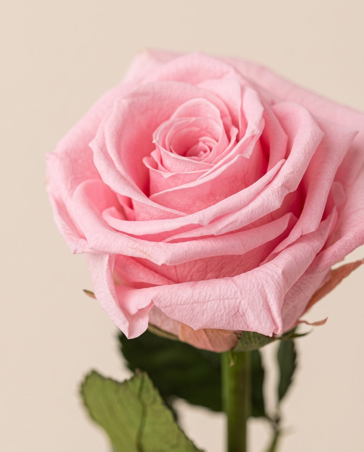 Detalle de cerca de una rosa de tallo corto preservada rosa.