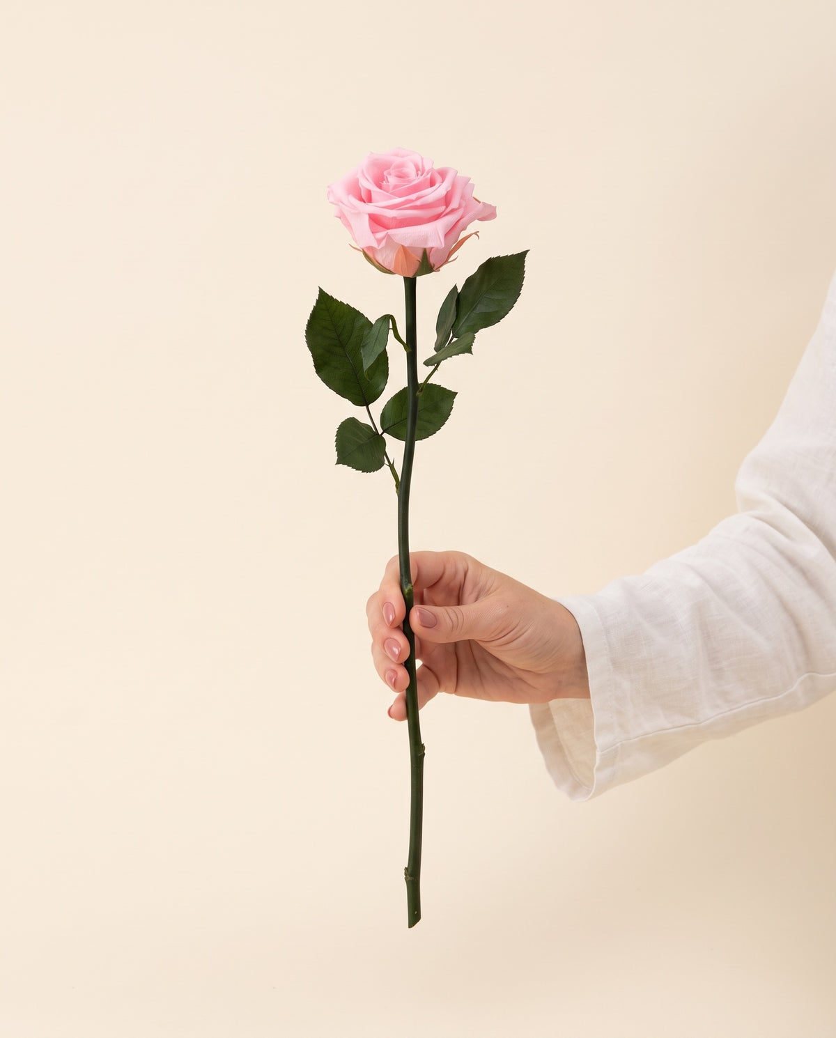 Mano sujetando una rosa de tallo corto preservada rosa, para ver su tamaño. Se vende por unidad.